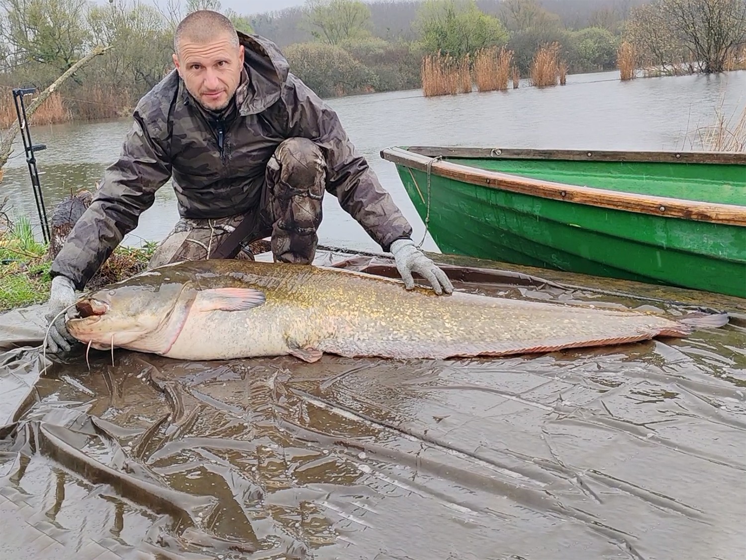 Harcsafogás - 41,7 kg